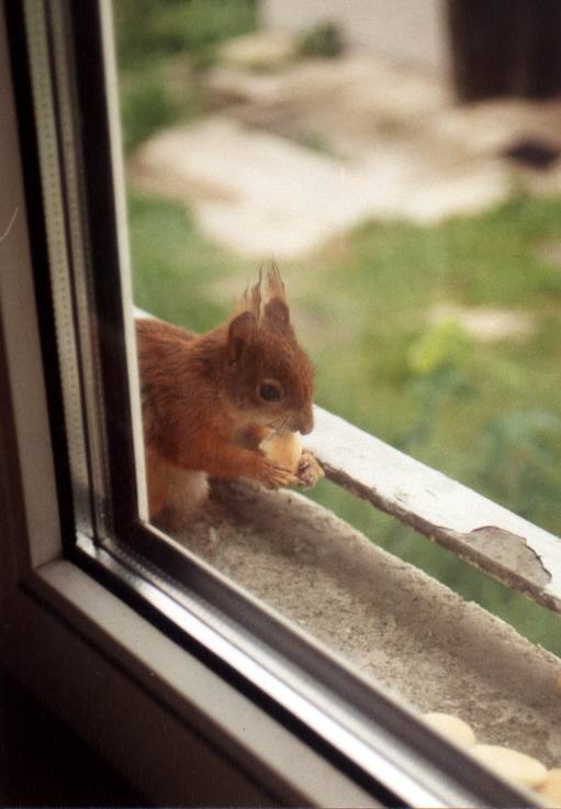 Sciurus